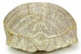Colorful Inflated Fossil Tortoise (Stylemys) - South Dakota #373007-7